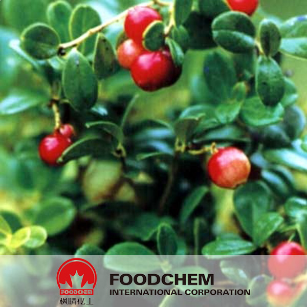 Bearberry Extract suppliers